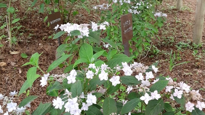 アジサイ散策(神戸市立森林植物園/その2)
