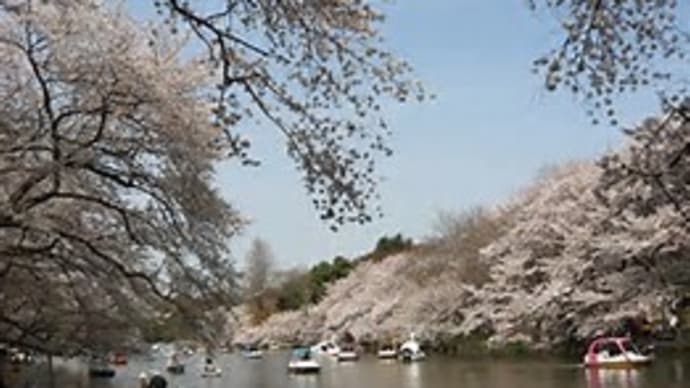 お散歩日記~お気に入りの桜スポット~