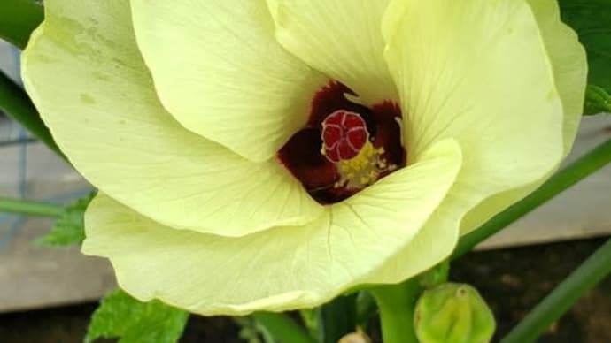 この暑さの中でも元気なオクラの花