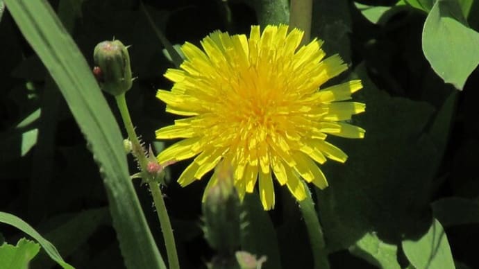 花　5月17日