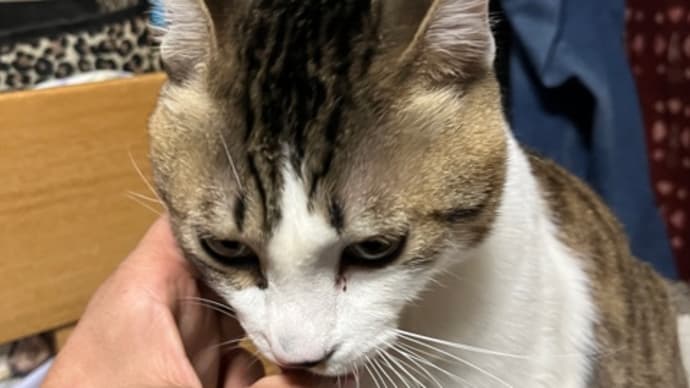 本日のコテツ🫰