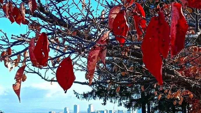 旭山記念公園で紅葉めぐり2024!