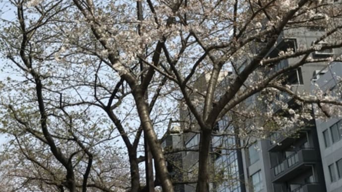 靖国通りの桜