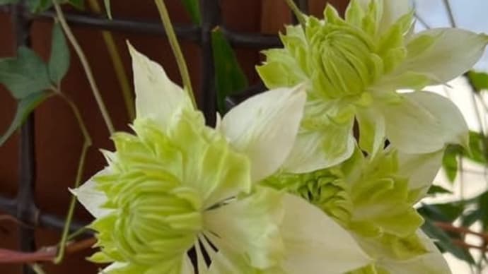 ふるわなくていい&微塵を捨てなくていい&剪定枝や花殻を捨てなくていい&短期間で植付けOK*簡単カルスNC-Rで土壌改良ふかふかの土づくり中間報告
