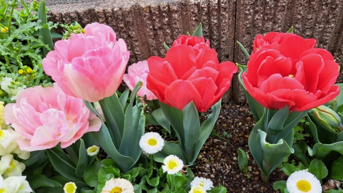 花壇の花が枯れる怪奇現象。