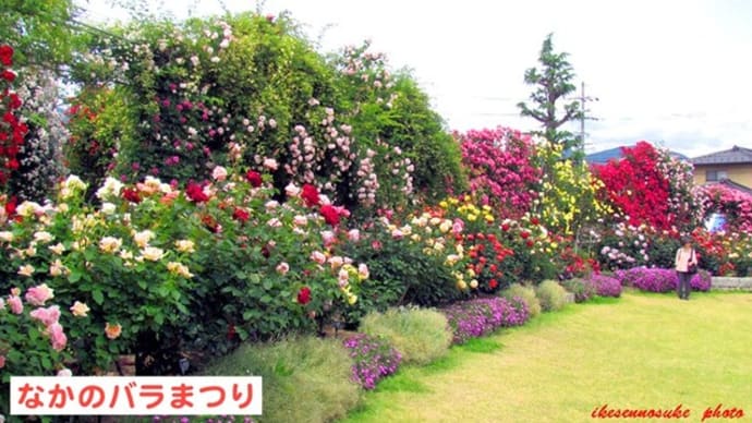 信州中野、ここのバラ園も見どころ満載で~~~す……!