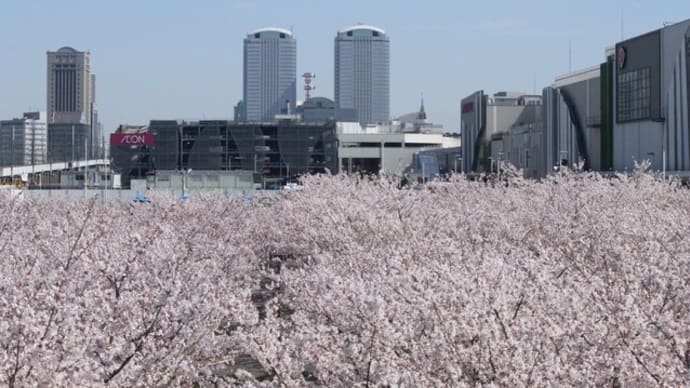 さくら広場