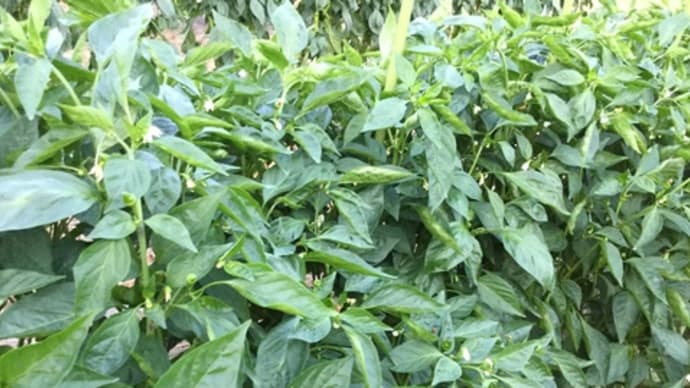 【hanacafe流エコ農法】ミヨビ農法と一緒に定植㊗️【コダワリの百合】八重が咲き始め
