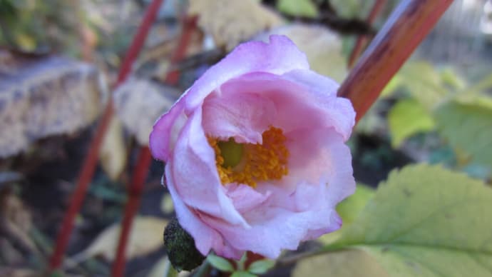 季節、最後の花