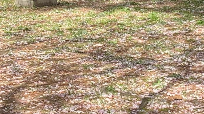 鬱金桜