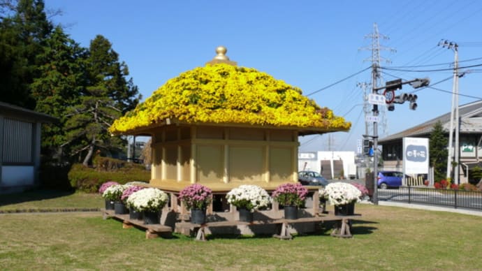 平泉中尊寺の菊花展（その４）　2015年11月５日（木）