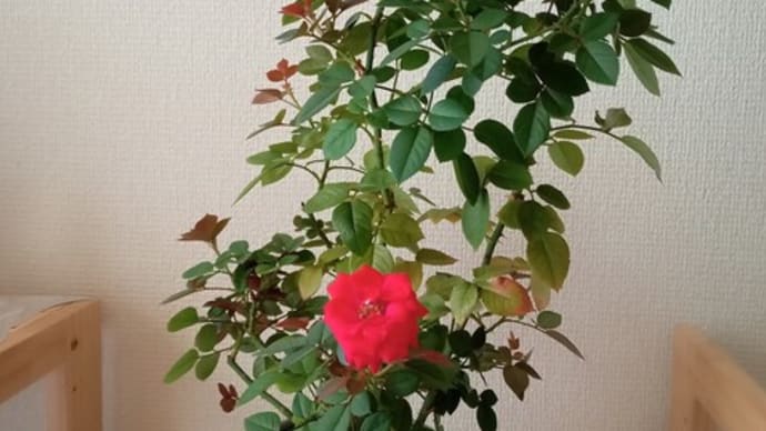 8月のバラ…♪
