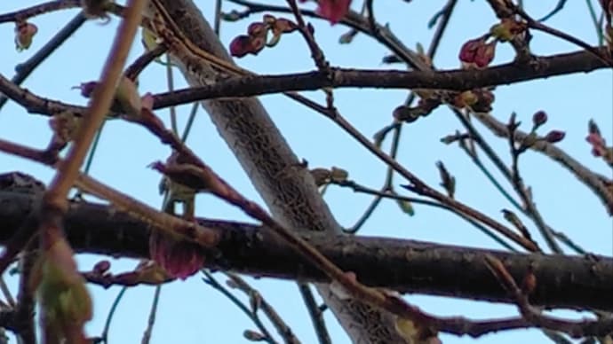 札幌、円山公園、桜が綺麗!