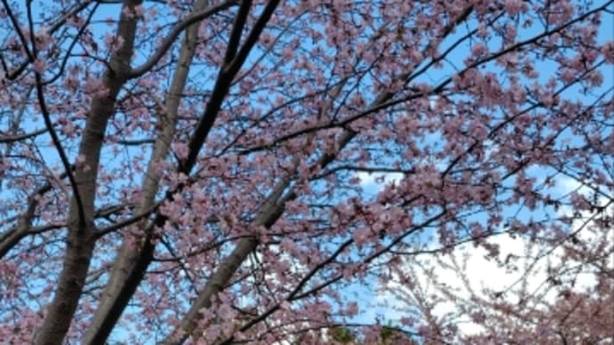 札幌、お天気悪いなあ。