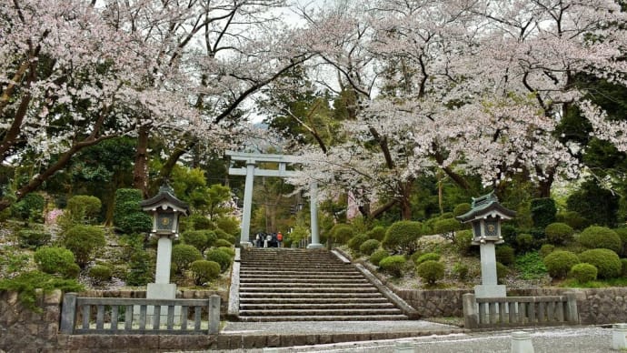 さくら狩り 新潟県西蒲原郡弥彦村弥彦 やひこ桜まつり:彌彦神社桜苑(3)鳥居と桜