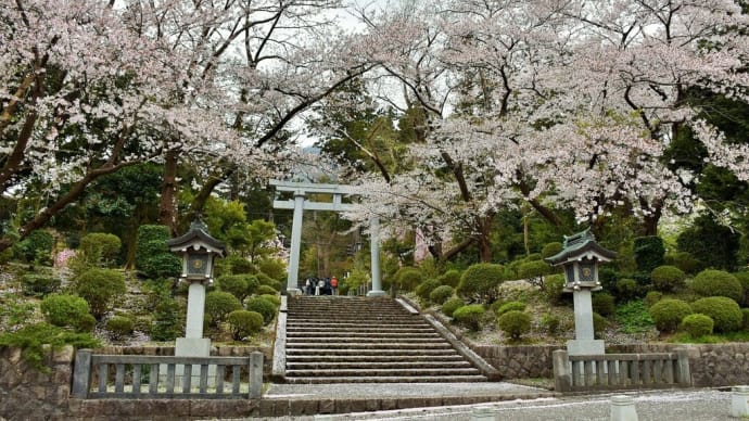 さくら狩り　新潟県西蒲原郡弥彦村弥彦　やひこ桜まつり：彌彦神社桜苑（3）鳥居と桜