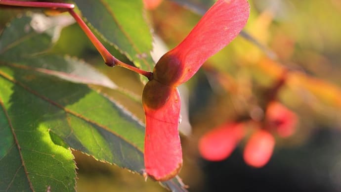ノムラモミジ - 翼果が紅い!