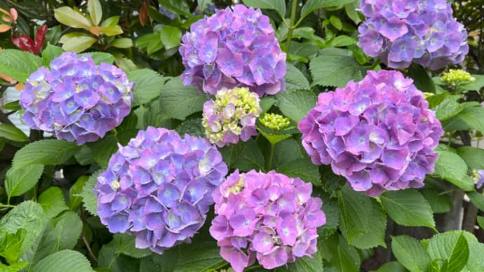 紫陽花の季節になりました