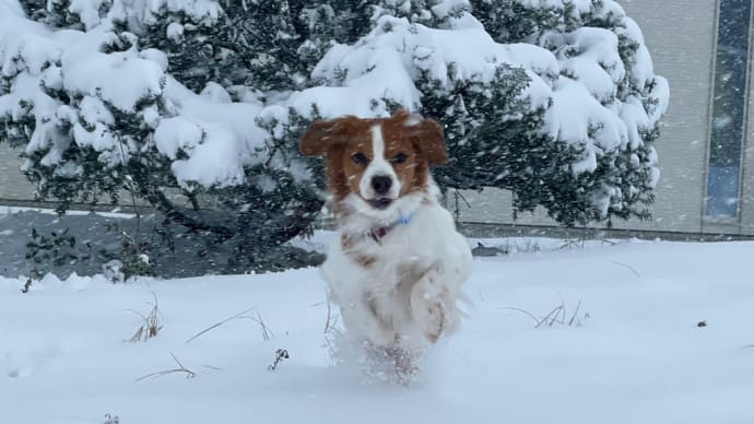 雪の上では犬はウサギ跳び