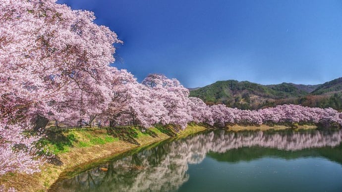 今年の桜…3月に満開に