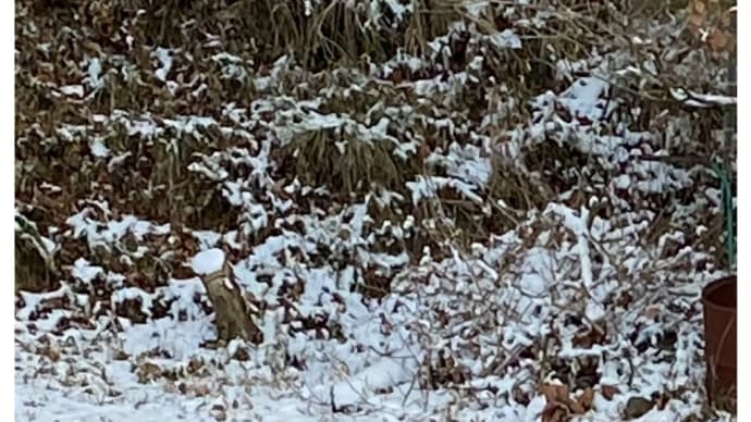 雪のたよりを聞く頃