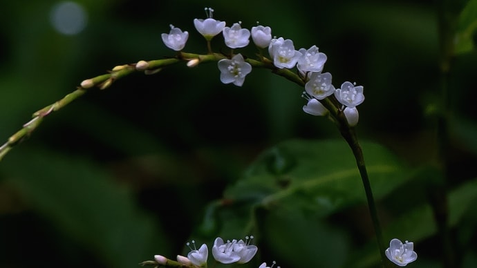 秋の訪れを告げる里山の野草たち