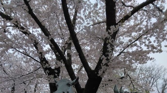 十和田官庁街通り桜満開