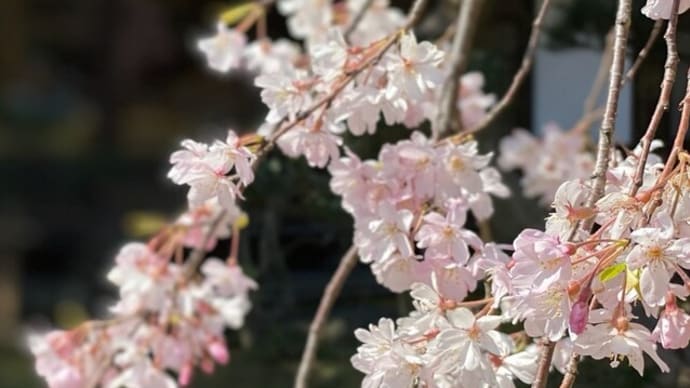 東京都文京区　小石川後楽園　歴史ある庭園に咲くしだれ桜