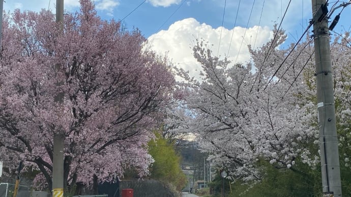 花見に行きました