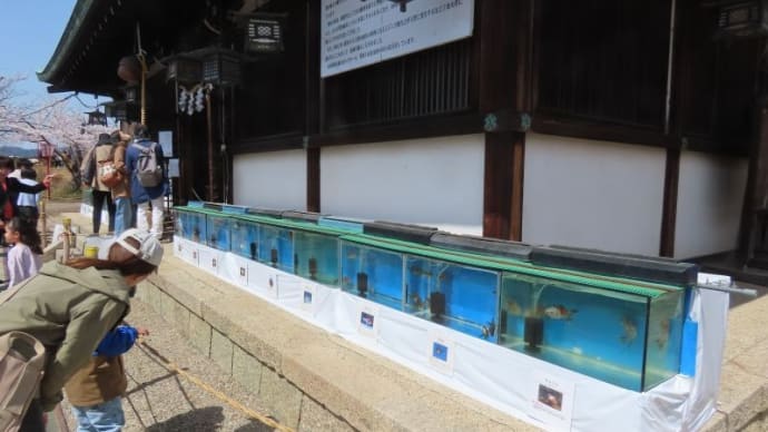 金魚の品種いろいろ