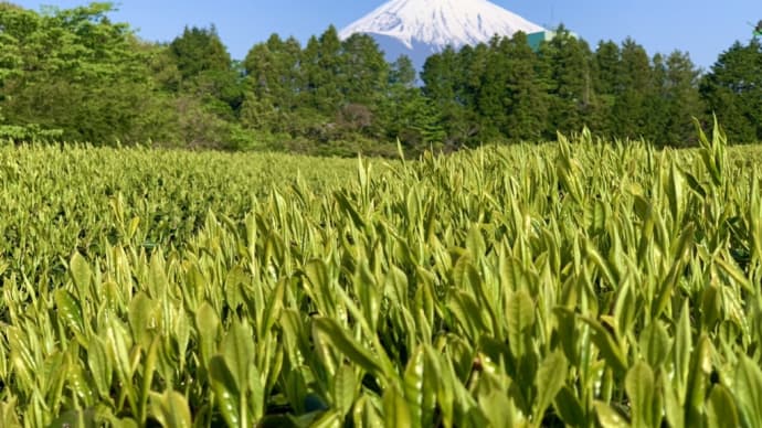 八十八夜新茶発売