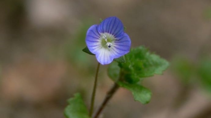 小さな花
