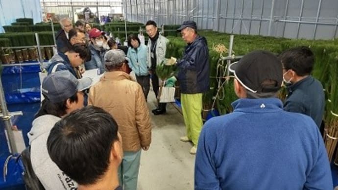 枝もの用クロマツ収穫・出荷調製作業研修会を行いました