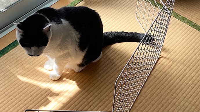 破れたり!