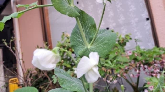 恵みの雨