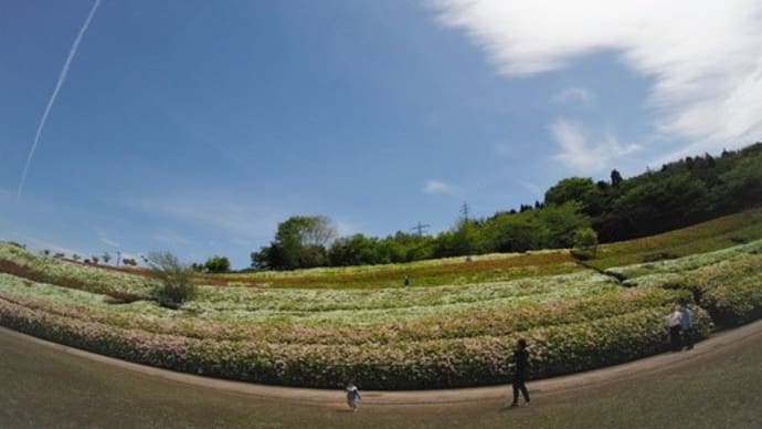 花の丘5