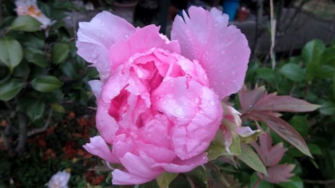 庭の花 牡丹 200413