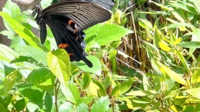 黒い蝶々の誘い