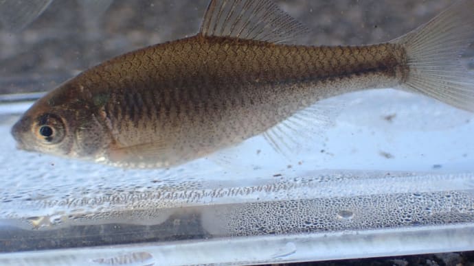 幼魚ですが…