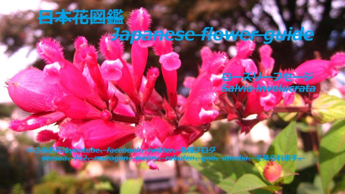 花火の木?!Fireworks tree? !!