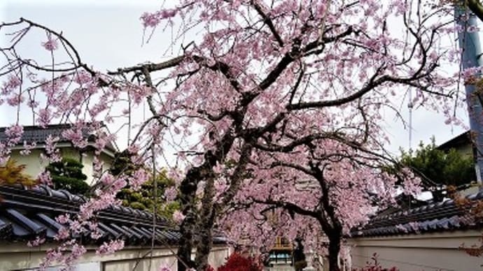 本圀寺の桜など・・・