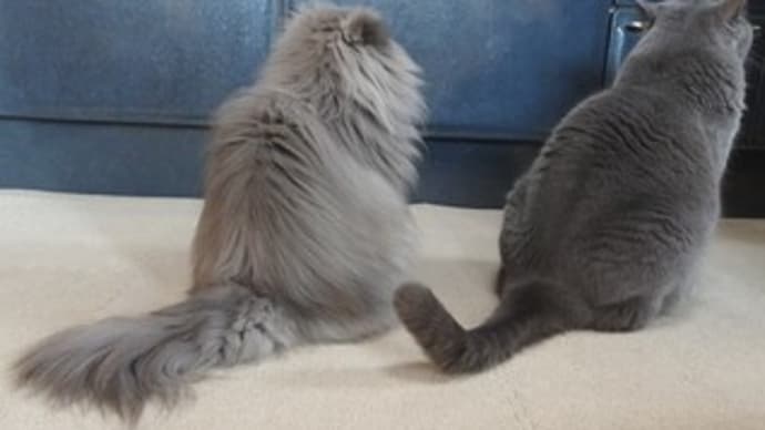 ちゅ~る待ち。。