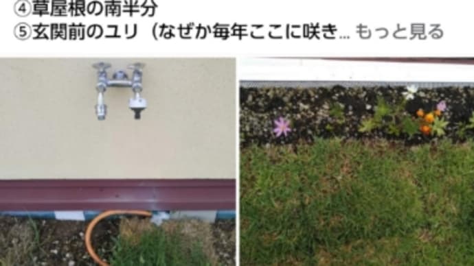 【草屋根・DIY】今日（2023.8.14.月曜）朝の草屋根＆アルファ