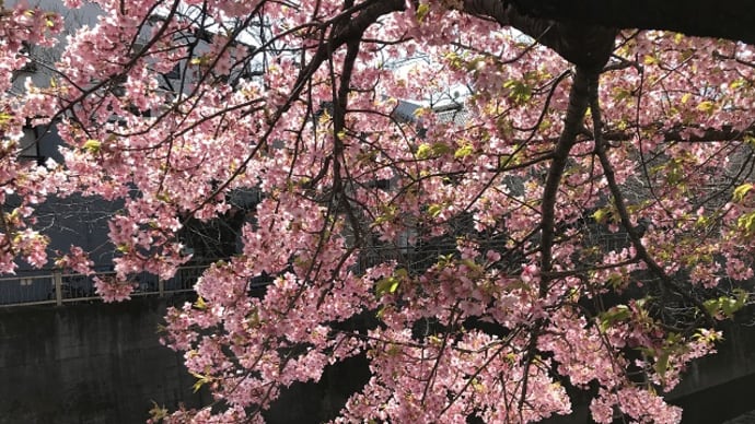 桜あれこれ・花散歩①