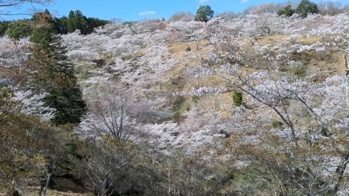 近場の桜🌸お花見