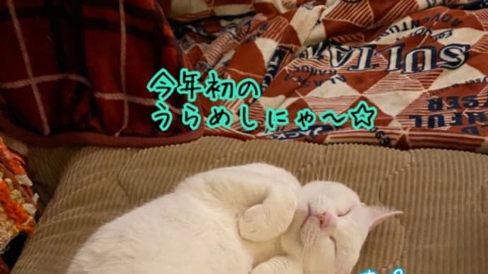 今年も元気にうらめしにゃ〜