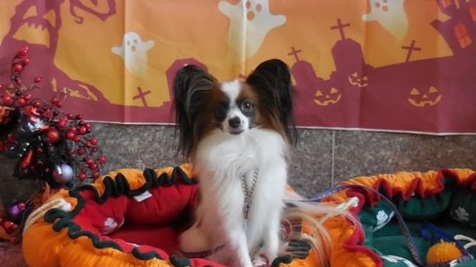 ハロウィンは写真だけ🎃