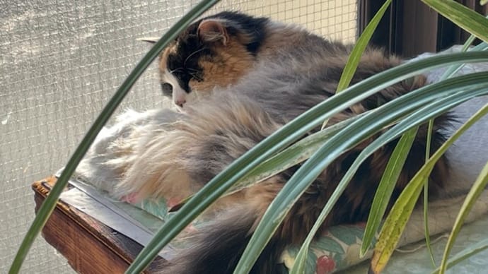 人使いの荒い猫