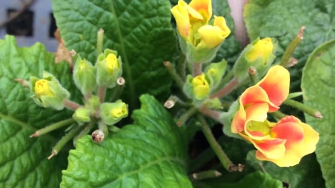 連休 2022 庭の花 その1 仕舞いのジュリアン