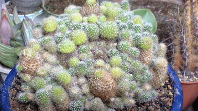 「パークレクサ」の植え替えです